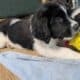 Saint Bernewfie Puppies