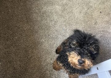 7 mo old male toy poodle