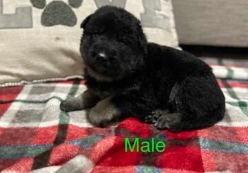 German Shepherd Puppies