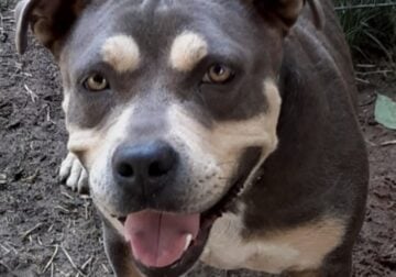 American Bully For Sale