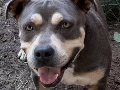 American Bully For Sale