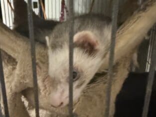 4 ferrets