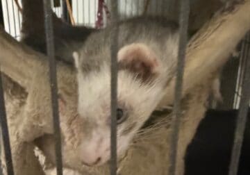 4 ferrets