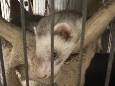 4 ferrets