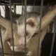 4 ferrets
