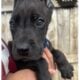 Bronx The Great Dane