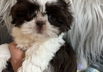 REX – Shih-Tzu male