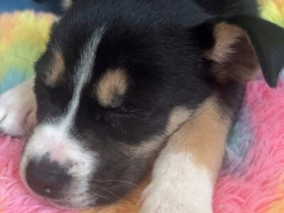 Oryh (husky ) puppy