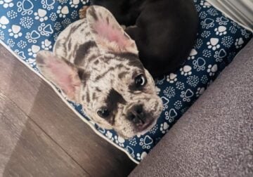 Frenchies