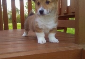 Pembroke Welsh Corgi ForSale Holmesville OH Bradly