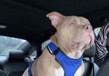 American pocket bully