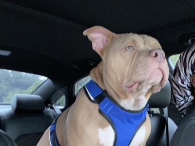 American pocket bully