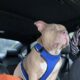American pocket bully