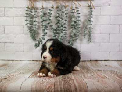 Chick – Kid Friendly Bernese Mountain Dog Pup