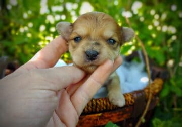 Rare Gold Merle Bumblebee
