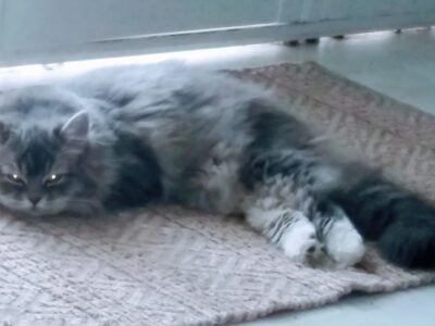Grey white and cream Persian female mixed