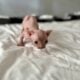 Just Born Sphynx Kittens TICA Purebred