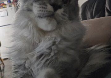European Mainecoon female