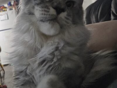 European Mainecoon female