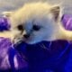 Ragdoll blue point female