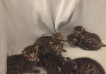 Bangle Main Coon Kitten Mix