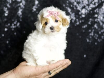 Faith F1B Maltipoo Female