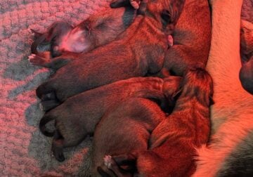 Malinois/Husky/Shepherd