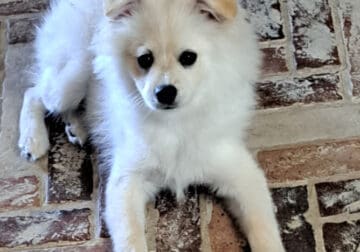 Male Pomeranian Puppy