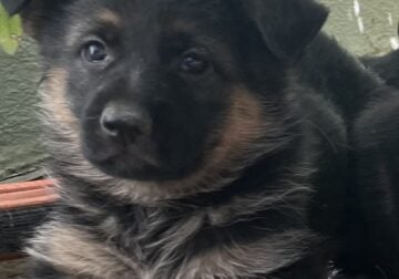 Working line German Shepherd