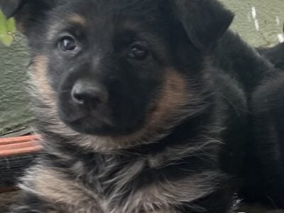 Working line German Shepherd