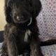 Golden Doodles F1 Standard