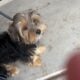Black and tan Male yorkie