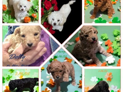 Toy Poodles