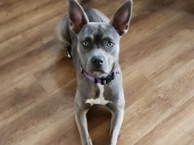 Pitbull Puppy