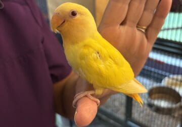 Baby Opaline Lutino lovebirds