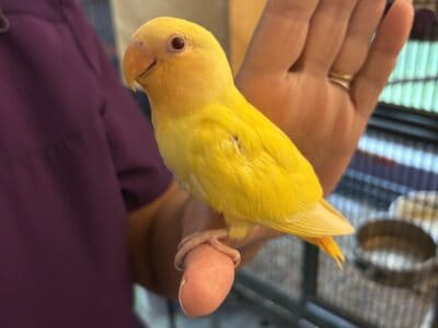Baby Opaline Lutino lovebirds