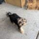Black and tan Male yorkie