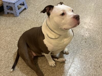 Lexiana needs a new home