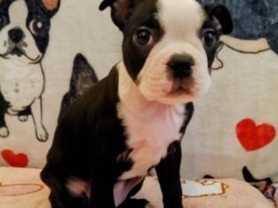 Boston Terrier Puppies