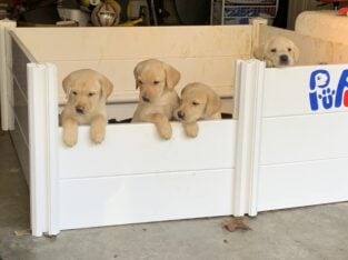 AKC British Yellow Labs–Military/LE Discount 50%