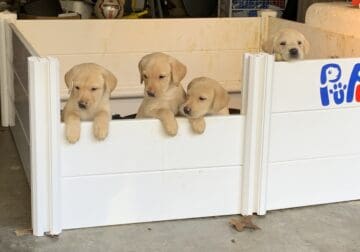 AKC British Yellow Labs–Military/LE Discount 50%