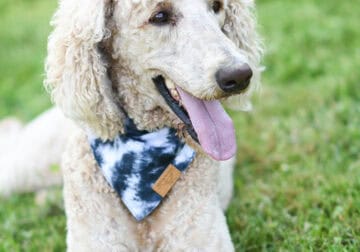 Friendly Male Poodle