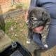 American Bulldog German Shepard puppies