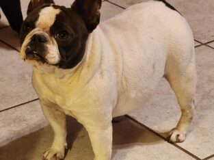 2 1/2 year old female Frenchie