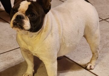 2 1/2 year old female Frenchie