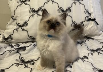 Seal Mitted Ragdoll Boy