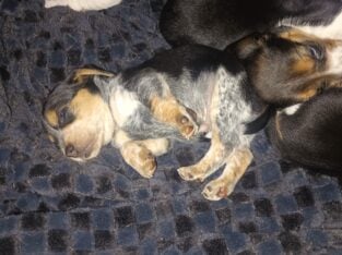 Purebred male beagle puppy