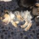 Purebred male beagle puppy