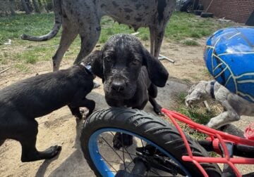 GREAT DANE PUPPIES