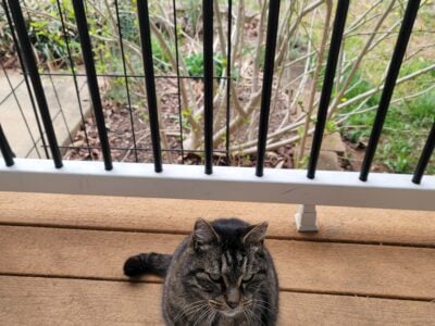 Scruff has to be rehomed